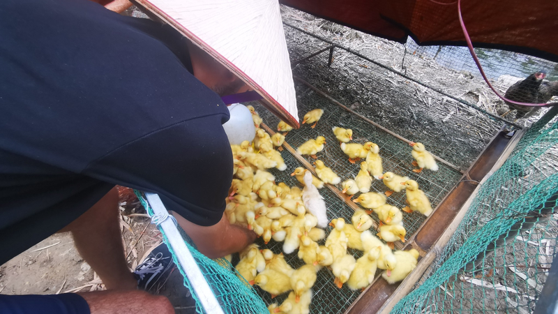 Trải Nghiệm Nông Thôn Việt Nam Đích Thực (6)